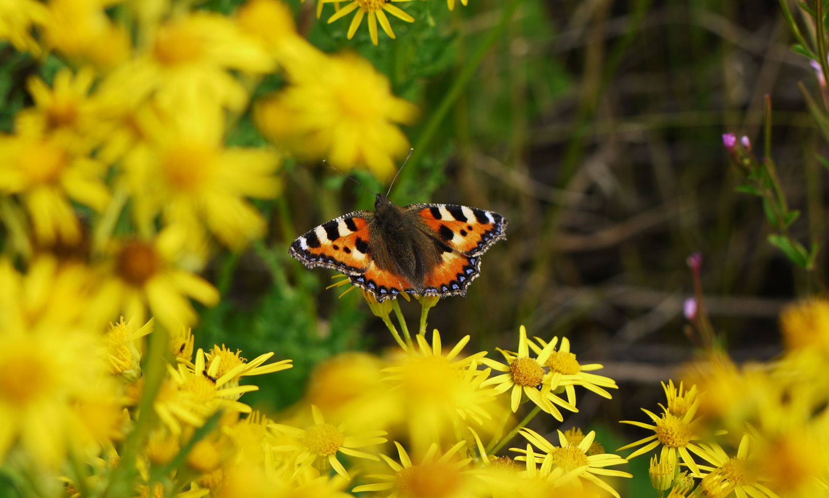 Vacker fjäril på gul sommarblomma